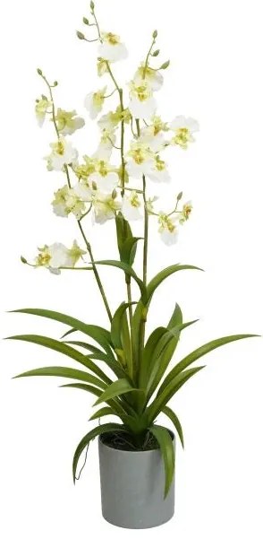 Selyemvirág lepkeorchidea 3 ágú Oncidium műanyag kaspóban 70 cm