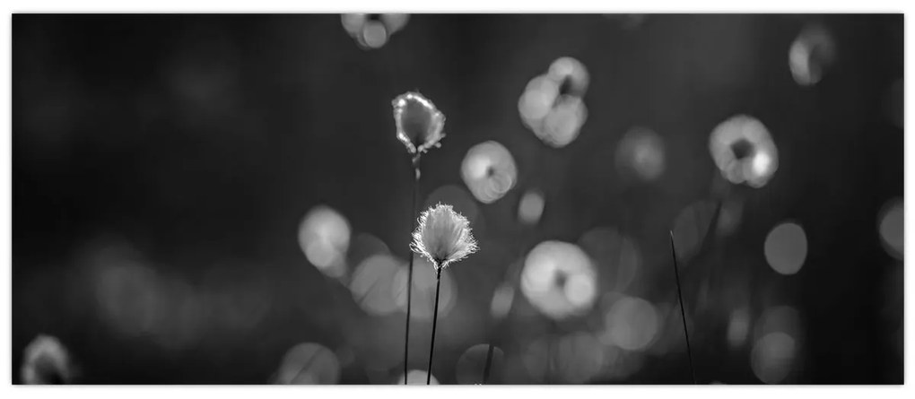 Kép - Pamutfű a réten (120x50 cm)