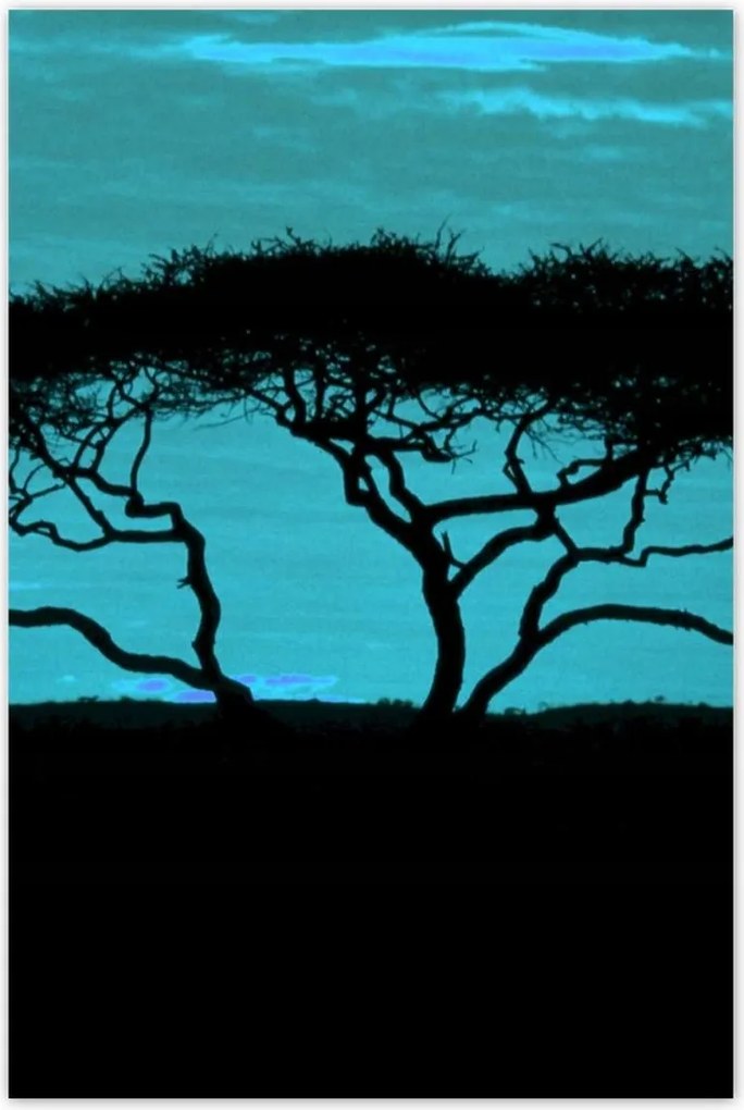 Poszterek 80x120 Akác a szavannán