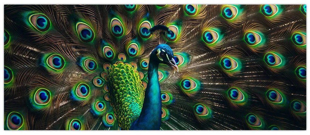 Kép – Pávatoll (120x50 cm)