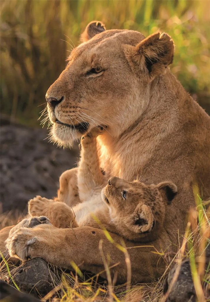 Oroszlán Feline Love 500 db-os Compact puzzle Clementoni