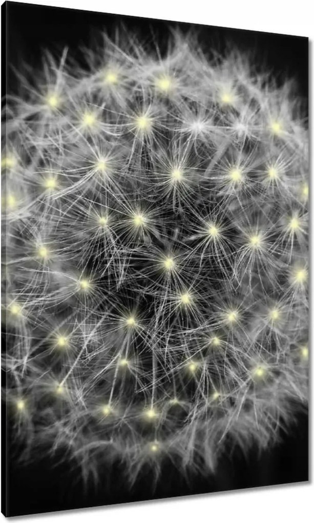 Vászonkép 70x100 Pitypang Virág Virágok