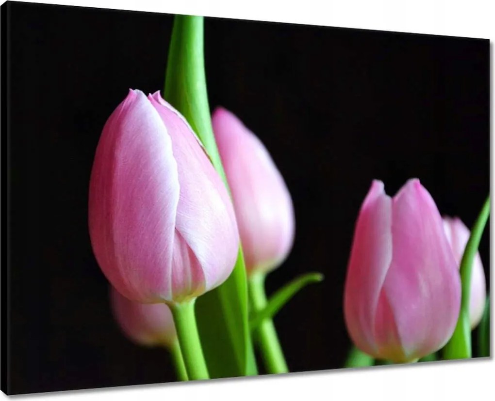 Vászonkép 70x50 Lila tulipánok