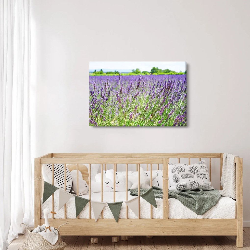 Egy mező képe a levendulával (90x60 cm)