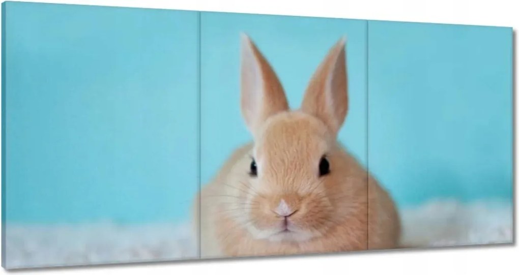 Festmények 120x60 Nyuszi