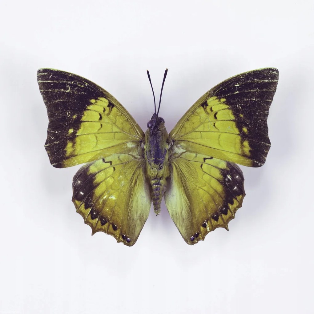 Poszter 30x30cm Pillangó fehér alapon 7, Assaf Frank