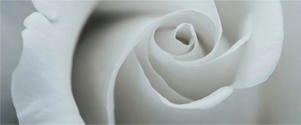 Kép - Fehér rózsa (120x50 cm)