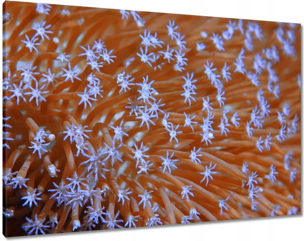 Vászonkép 100x70 Víz alatti korallzátony