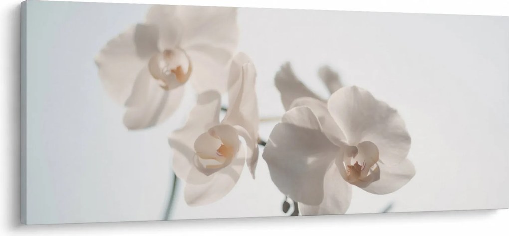 Fehér orchidea képe (120x50 cm)
