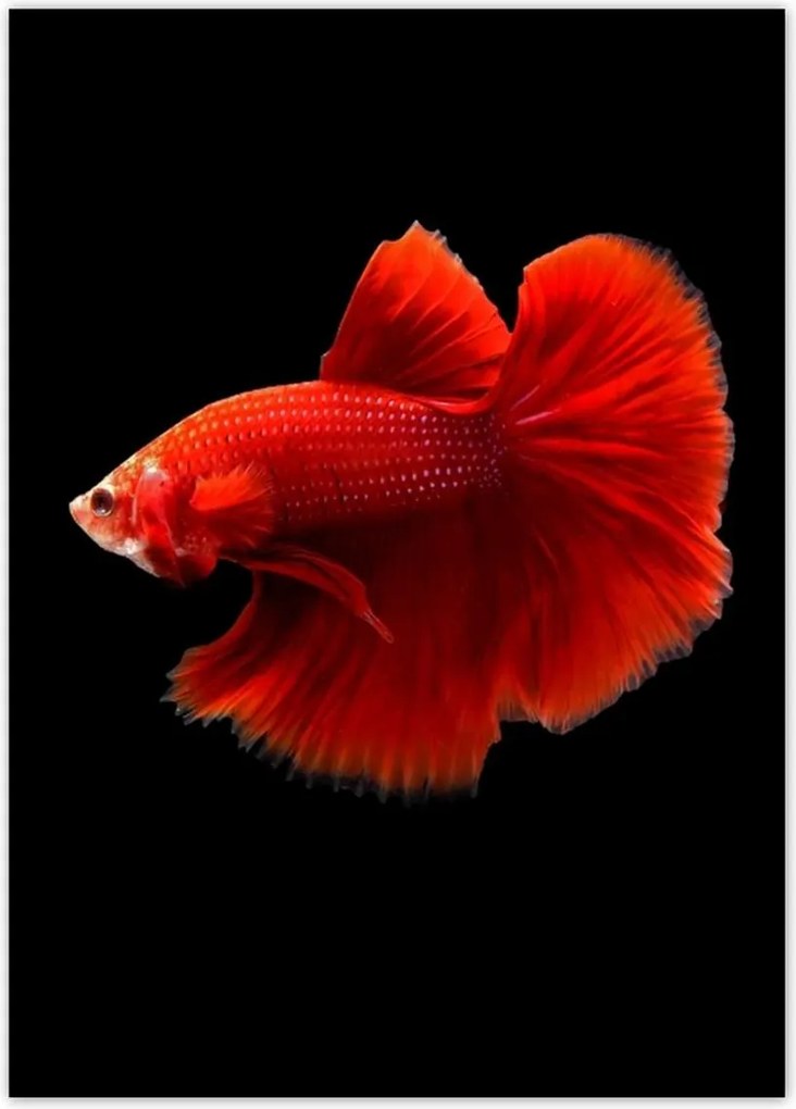 Poszterek 50x70 Piros harcos hal