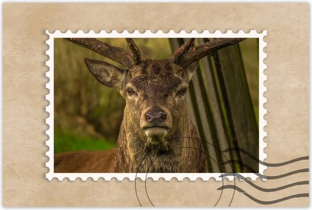 Poszterek 90x60 Szarvas tekintet