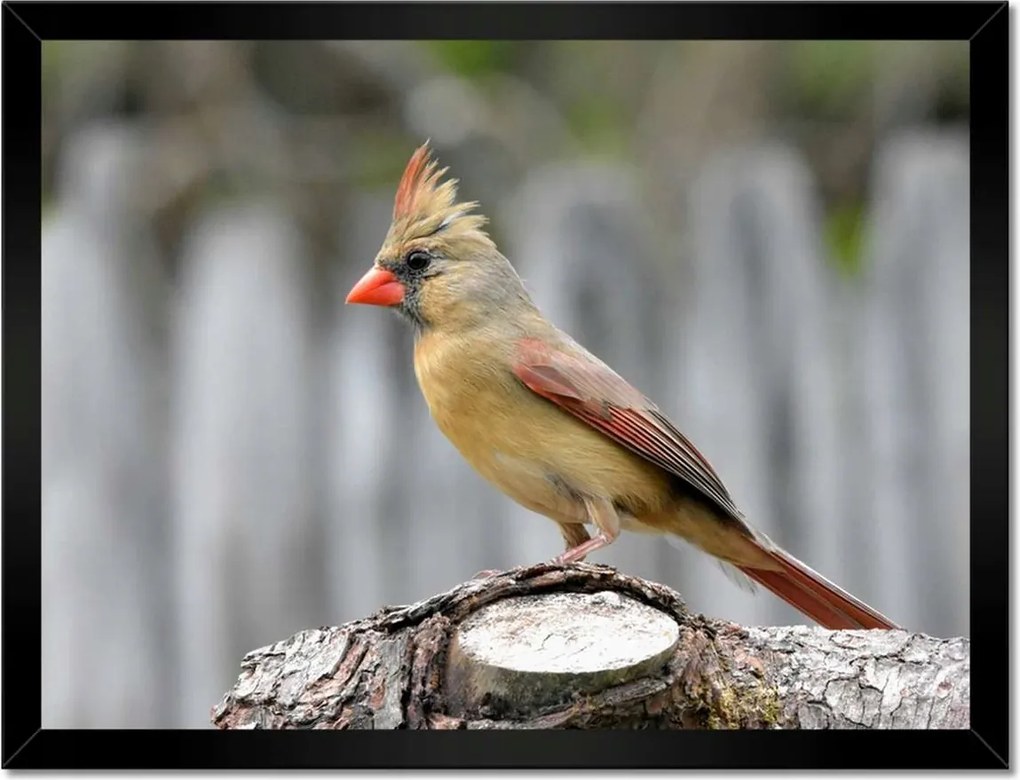 Poszterek keretben 40x30 Északi bíboros madár
