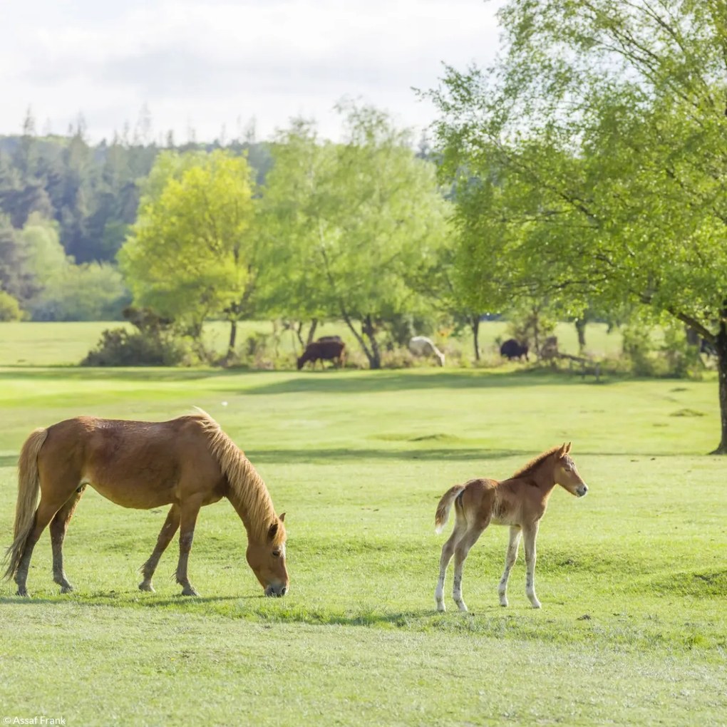 Poszter 20x20cm Ló és csikó, Assaf Frank