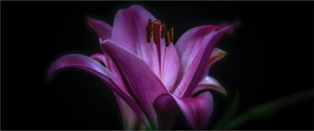 A liliom képe (120x50 cm)