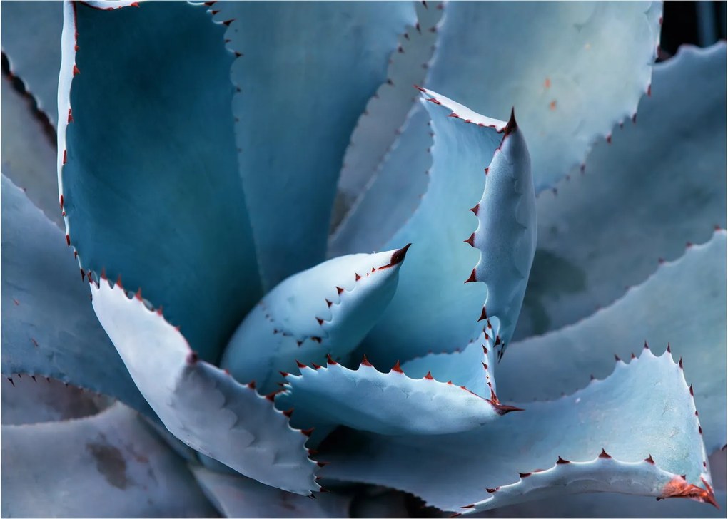 Kép - Agave (70x50 cm)
