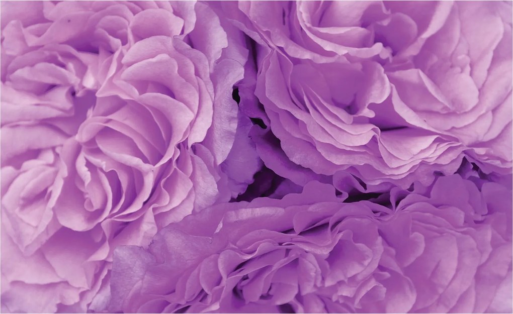 Fotótapéta flizelina Rózsakert Virágos robbanás Rózsa mélysége 200x140 +ragasztó