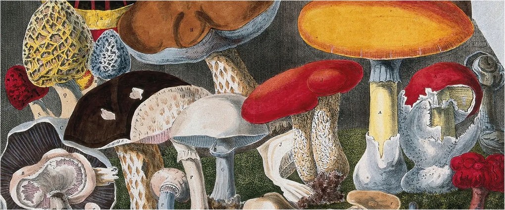 Fotótapéta Flizelin Dekoratív Hálószoba Botanikus gombák 250x104