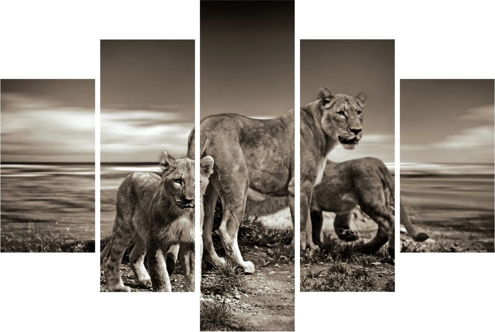 Fekete fehér tigris képe (150x105 cm)