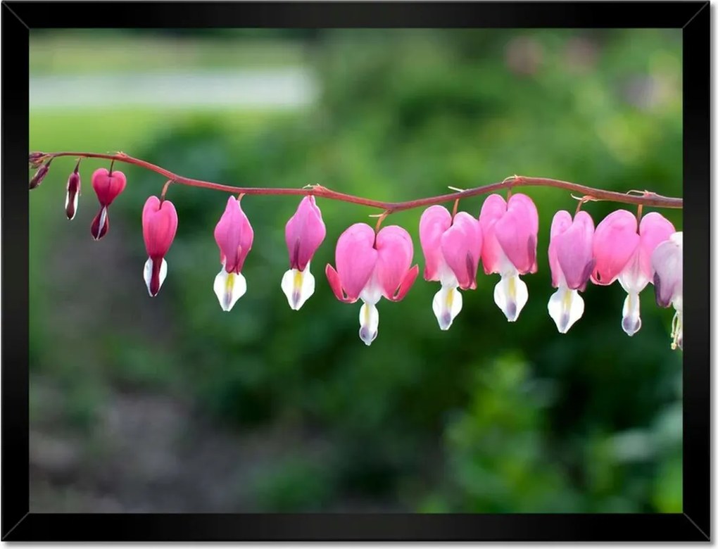 Poszterek keretben 40x30 Mária szíve