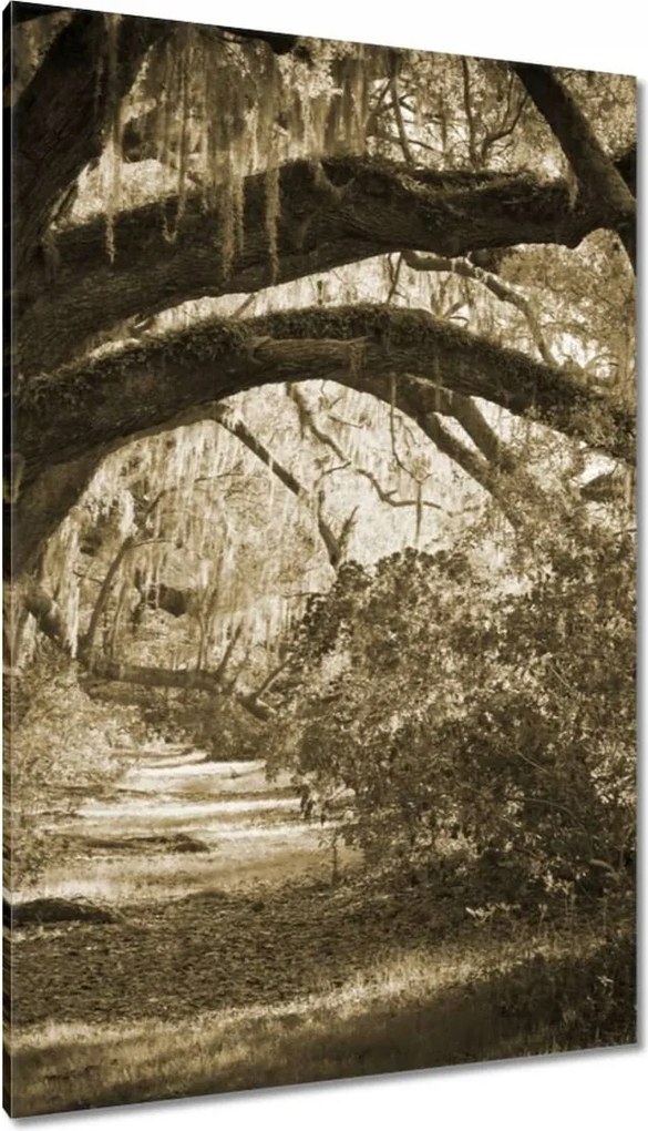 Vászonkép 80x120 Tölgyek a Szépia parkban