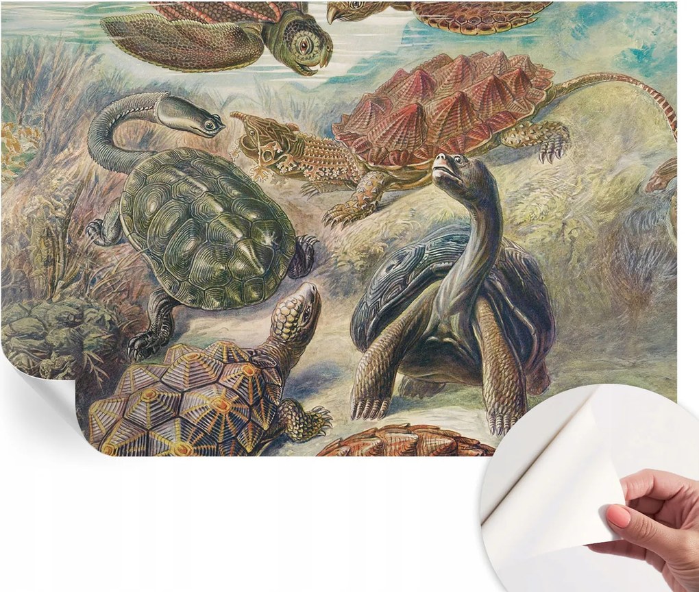 Öntapadós Dekoratív Fotótapéta Hálószobába Teknős állatvilág 104x70 cm