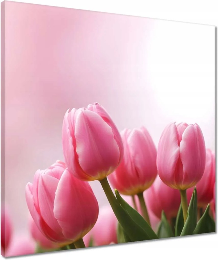 Vászonkép 50x50 Rózsaszín tulipánok