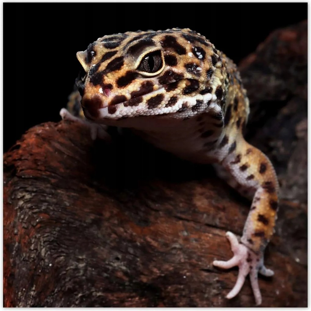 Poszterek 140x140 Gekkó leopárd gyík