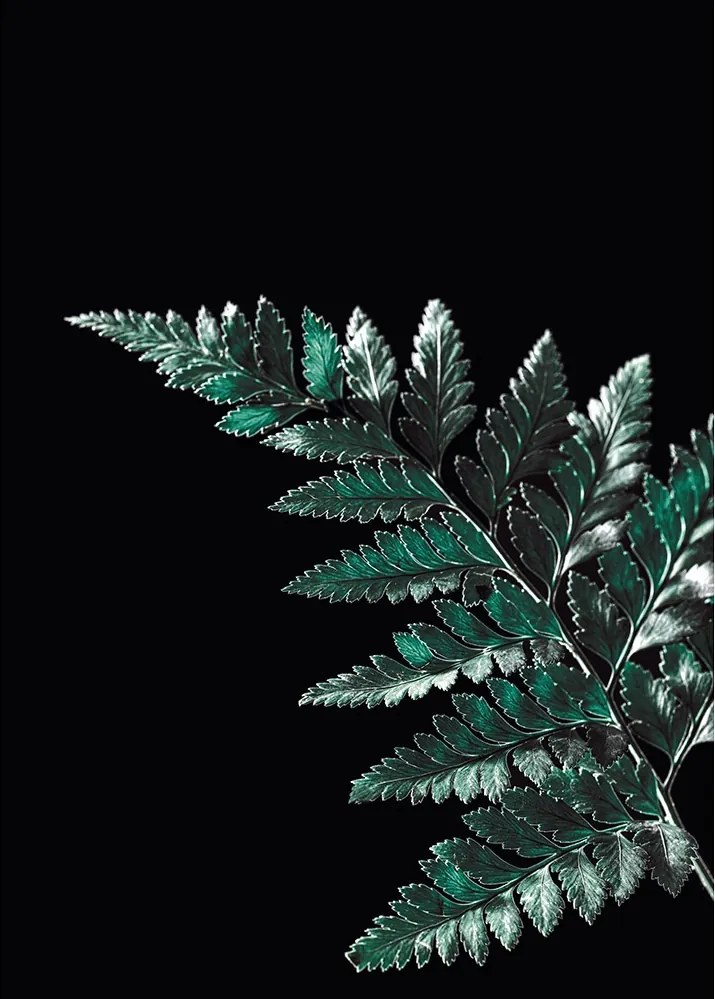 Dekoria Dark Fern Leaf poszter