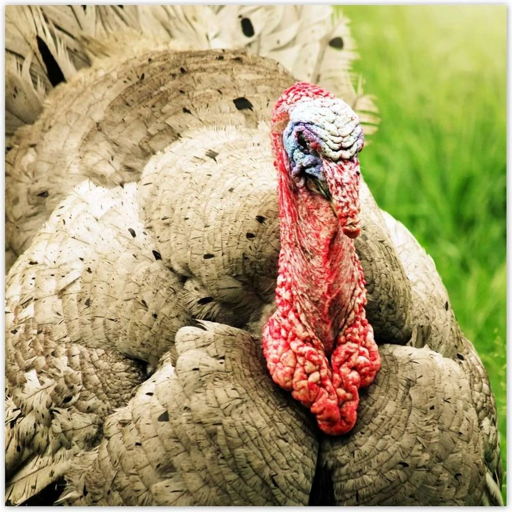 Poszterek 100x100 Pulyka ünnep Usa