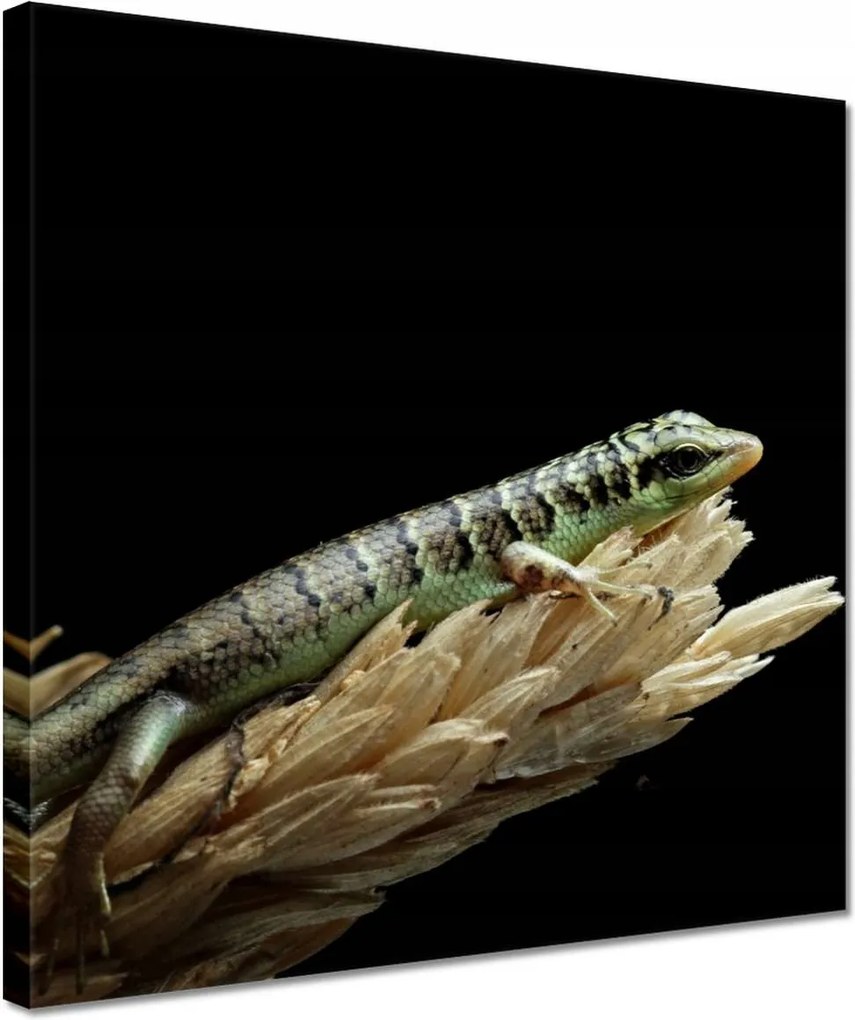 Vászonkép 30x30 Indonéz gyík