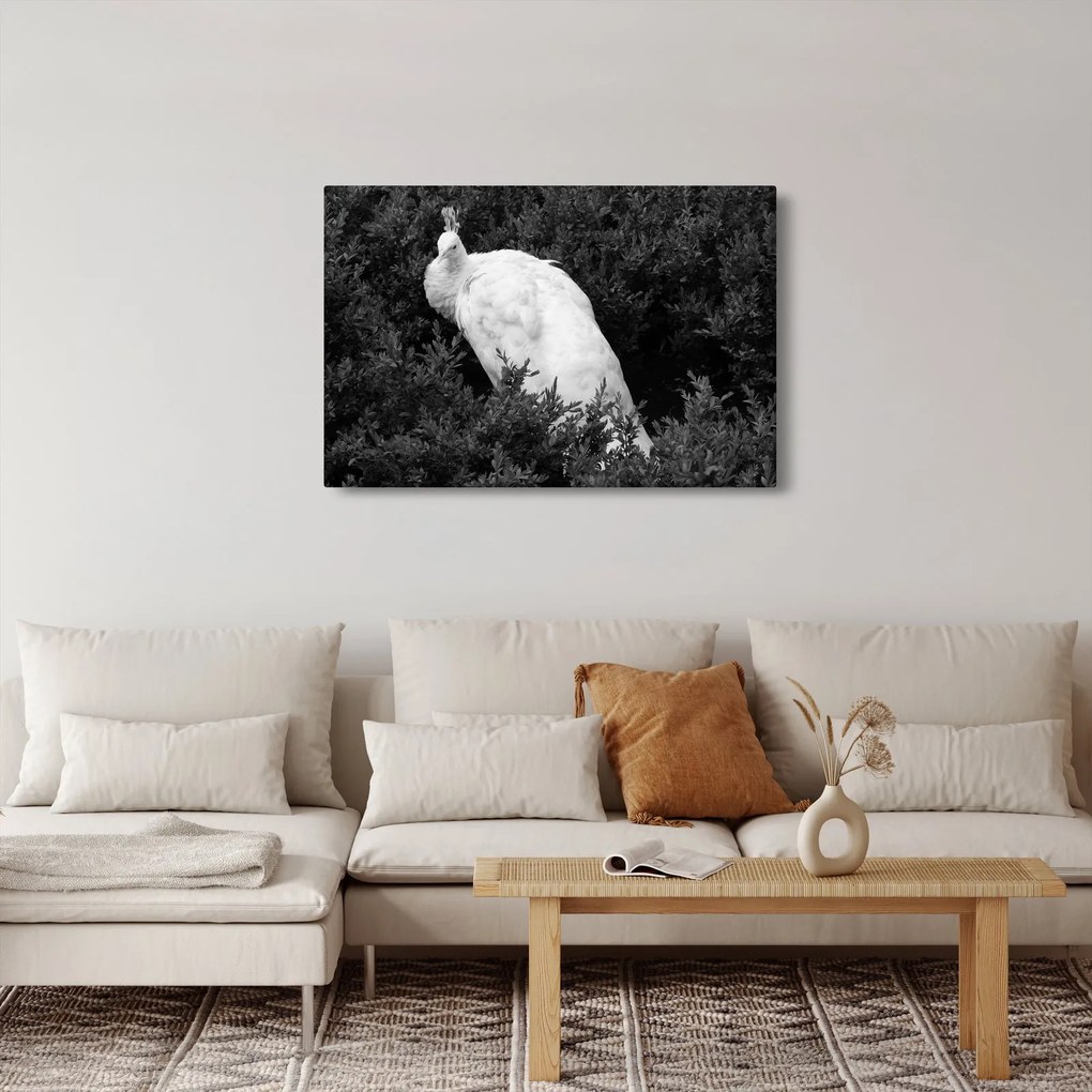 Kép - Páva, fekete-fehér (90x60 cm)