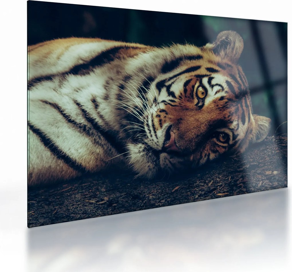 Kép - Szibériai tigris (üvegen) (70x50 cm)