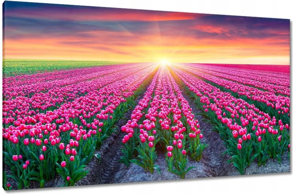 Vászonkép 120x70 Tulipánok tengere Virágok