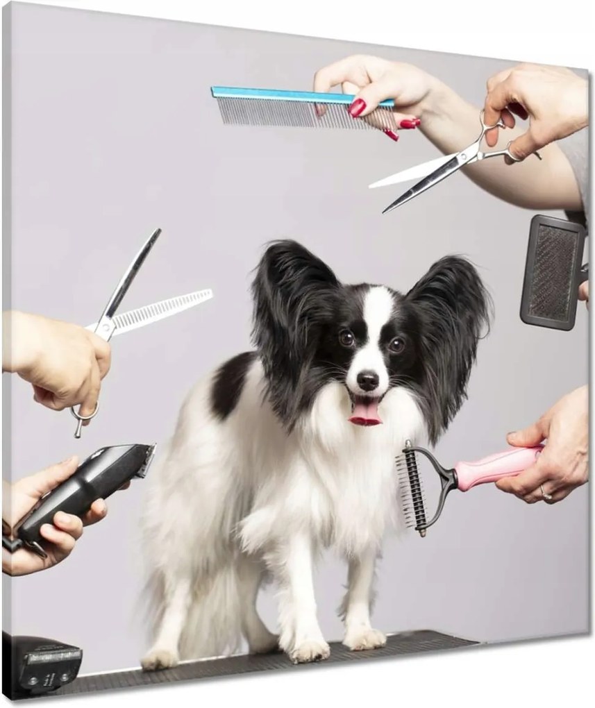 Vászonkép 60x60 Kutya szépségszalon