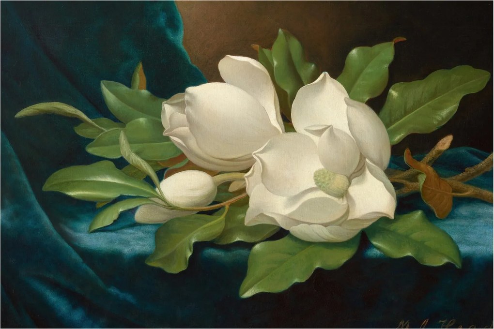 Kép - Martin Johnson Heade, Giant Magnolias on a Blue Velvet Cloth, reprodukciók (90x60 cm)