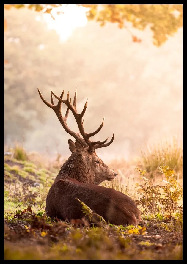 Poszter 50x70 szarvas táj falra Ősz természet erdő eviero állatok