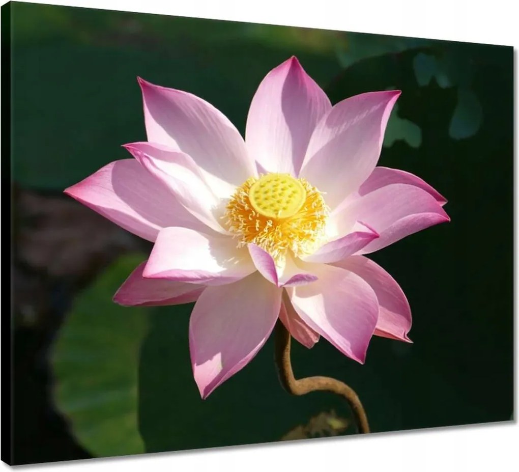 Vászonkép 50x40 Lótuszvirág
