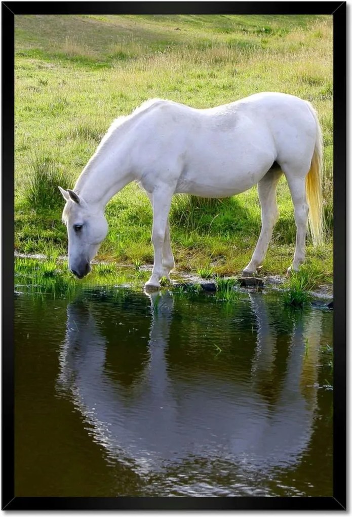 Poszterek keretben 40x60 Fehér ló