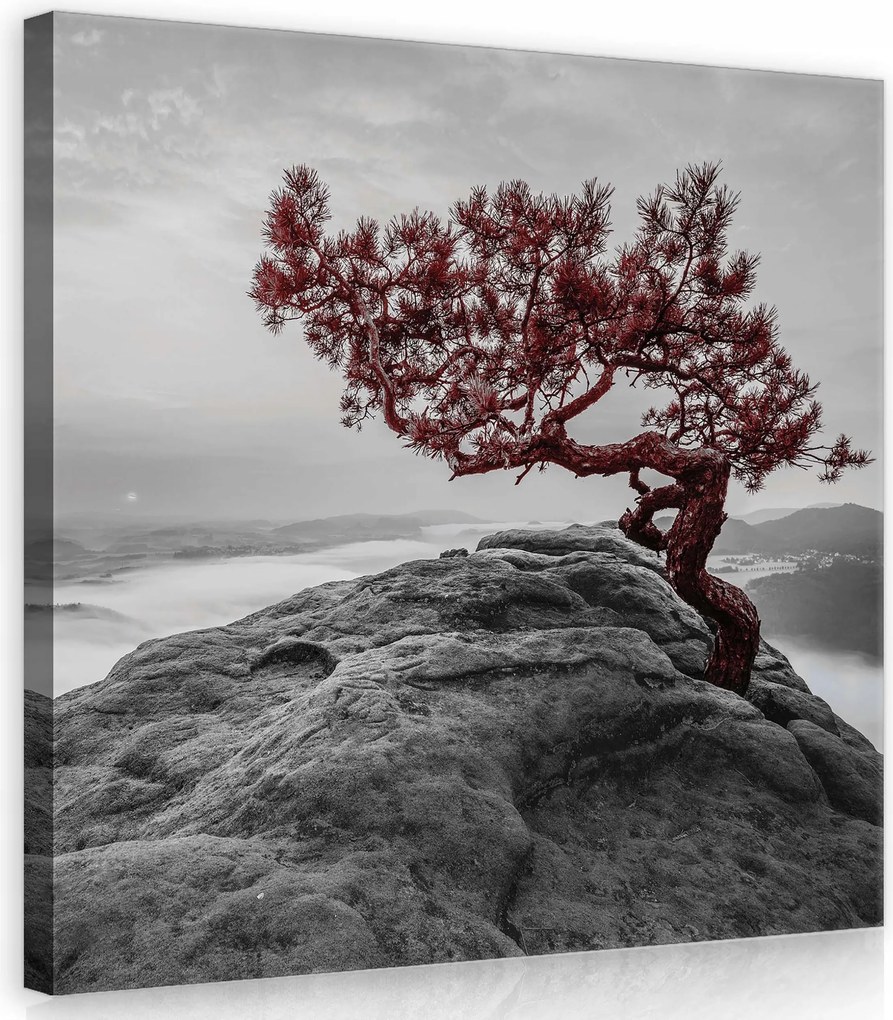 Vászonkép 40x40 Magányos fa szikla köd hegyi táj monokróm nyugalom