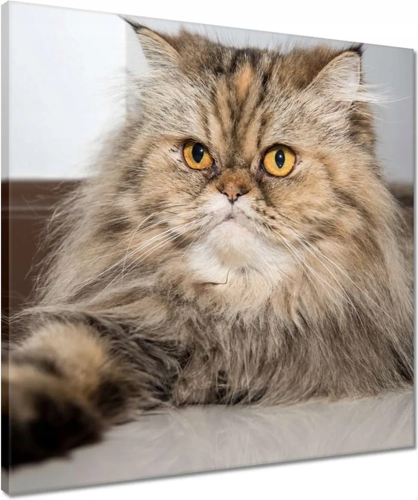 Vászonkép 50x50 Cica