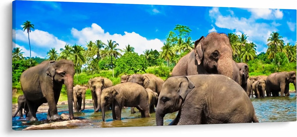 Kép - Elefántok, Sri Lanka (120x50 cm)