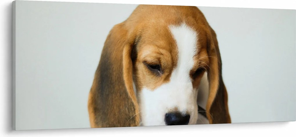 Beagle képe (120x50 cm)