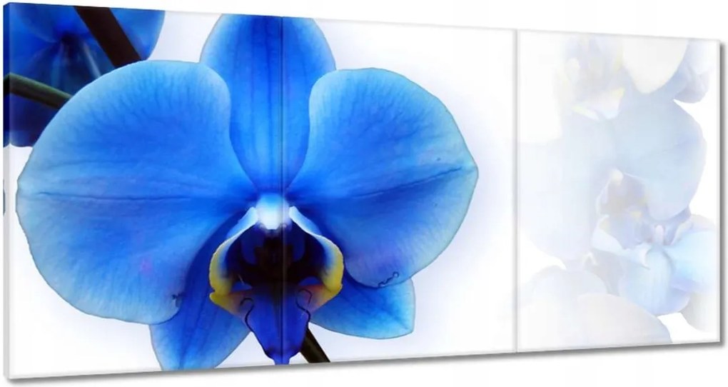 Vászonkép 180x90 Kék orchidea