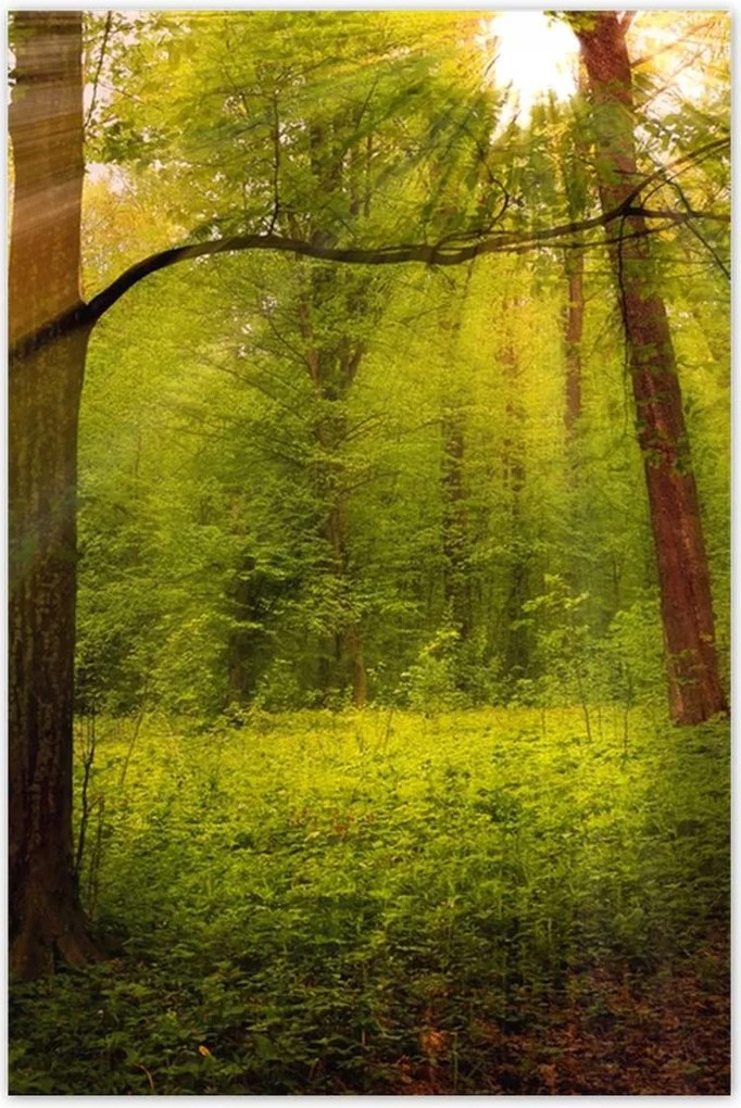 Poszterek 60x90 Varázslatos erdő Tájkép