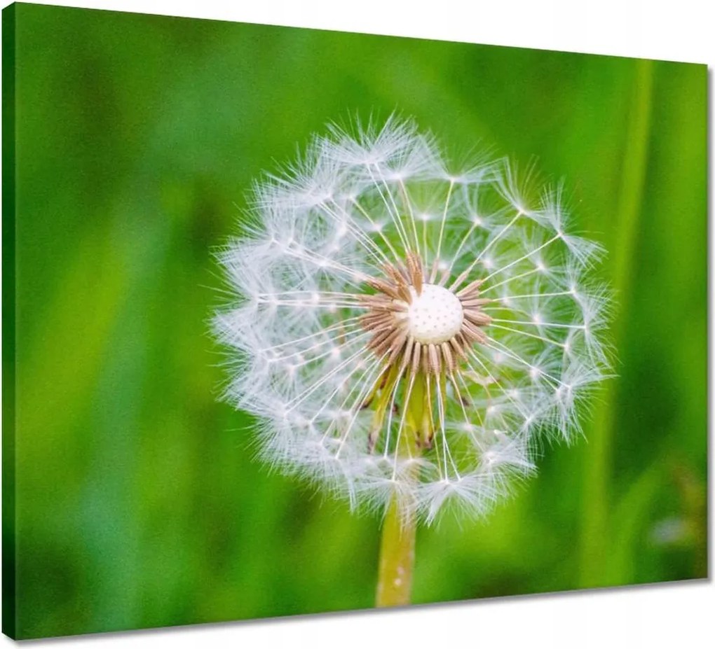 Vászonkép 50x40 Pitypang Virág Virágok