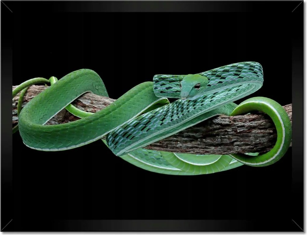 Poszterek keretben 40x30 Ahaitulla prés kígyó