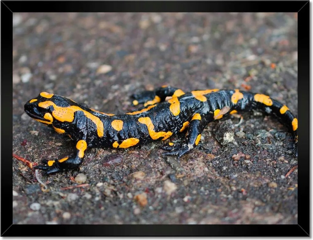 Poszterek keretben 40x30 Foltos szalamandra
