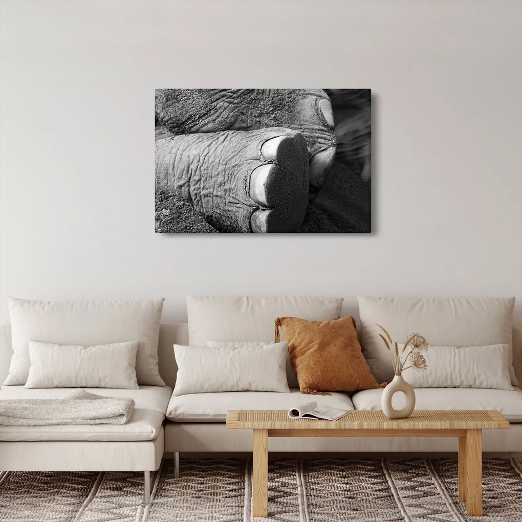 Kép - Elefánt láb (90x60 cm)