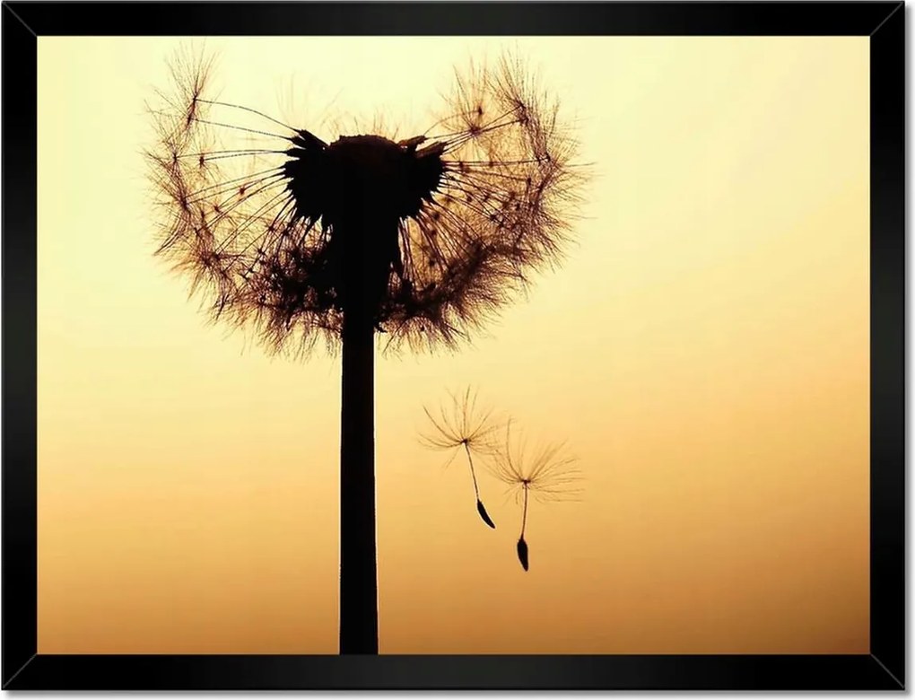 Poszterek keretben 40x30 Pitypang Virág Virágok