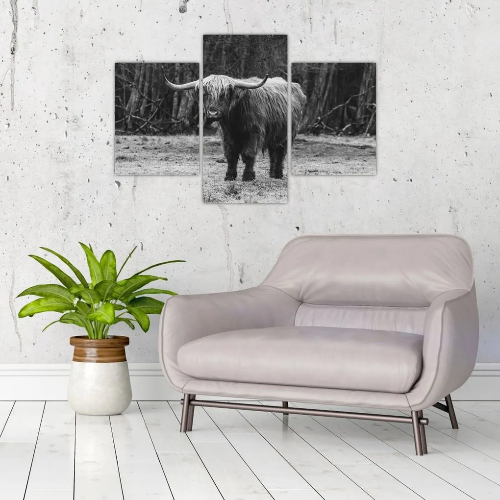Kép - Skót tehén (90x60 cm)